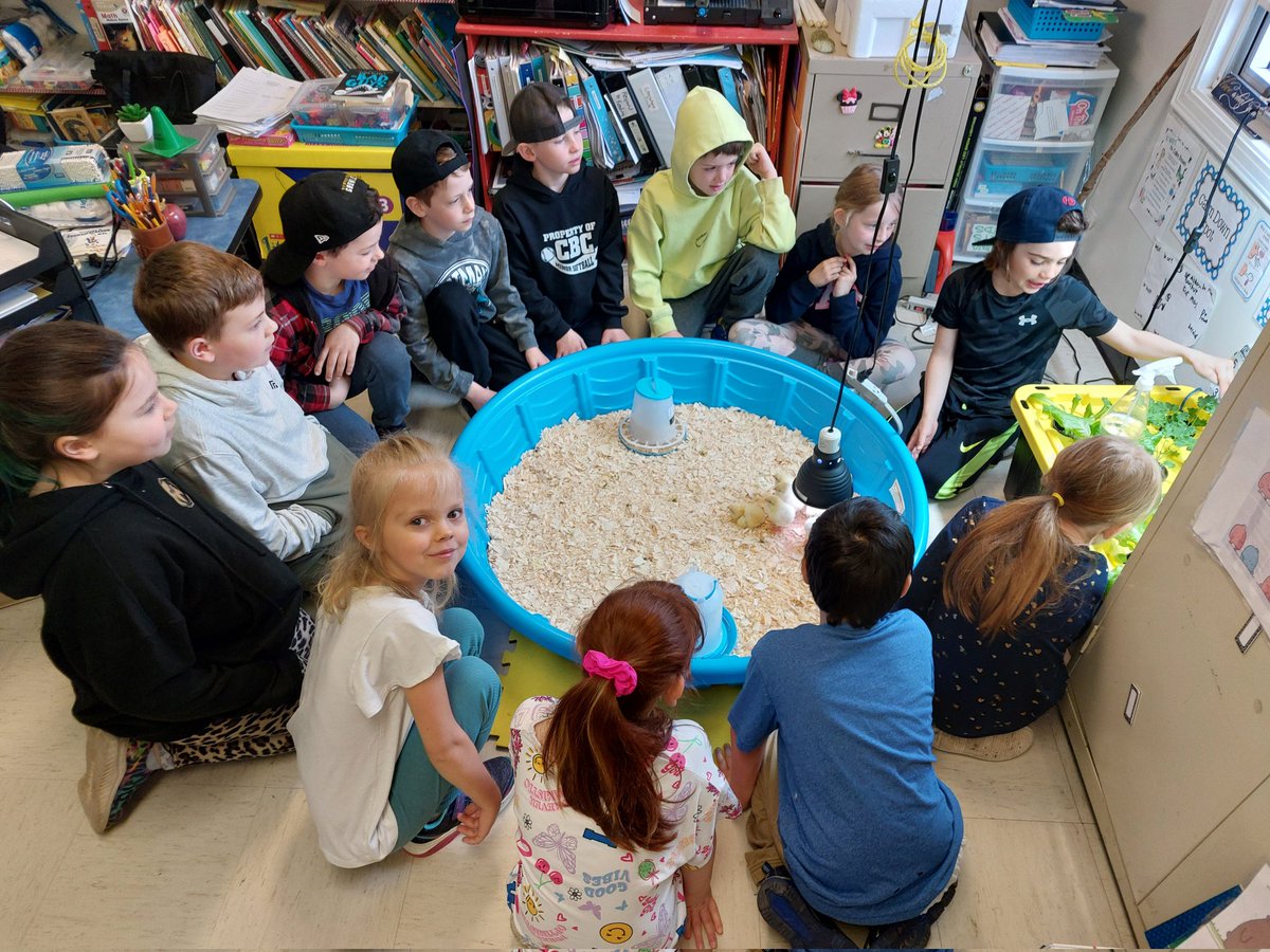 So much egg-citment <a href="/ICSColliers/">ImmaculateConception</a> as we welcome our new students. #AnimalLifeCycle #LifeSciences #AuthenticLearning <a href="/NLESDCA/">NLESD</a> <a href="/NLTeachersAssoc/">NLTA</a> Thank you, Darryl Legge from Legge's Poultry!