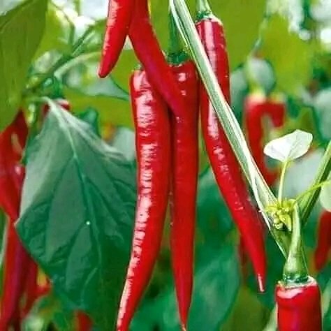 DrDennisOuma's tweet photo. • Foods that may prevent blood clots.
•Antithrombotic foods.

~Some foods can lower fibrinogen in the blood,the substance that form the basis of bloodclots. Food can stimulate the fibrinolytic system which dissolves the blood clots.High levels of fibrinogen and low fibrinolytic activity are found in those likely to have atherosclerosis and heart attacks.

The foods that discourage blood clots are; 

•Chili pepper,fish oil

•Garlic, Ginger, Grape juice.

•Onions,Sea weed, Wine( red).

~Chilipepper revs up the blood - clot dissolving system ,open up sinuses and airpassages,breaks up mucus in the lungs,acts as an expectorant or decongestant,helps prevent bronchitis, emphysema and stomach ulcers.

~ Most of chili pepper's pharmacological activity is credited to capsaicin,the compound that make the pepper taste hot.Capsaicin is also a potent painkiller,alleviating headaches when inhaled,and joint pain when injected .

~Hot paprika made from hot chili peppers is high in natural aspirin.Chili pepper has antibacterial  and great antioxidant activity in the body. Putting hot chili sauce on food also speeds up metabolism,burning off Calories.