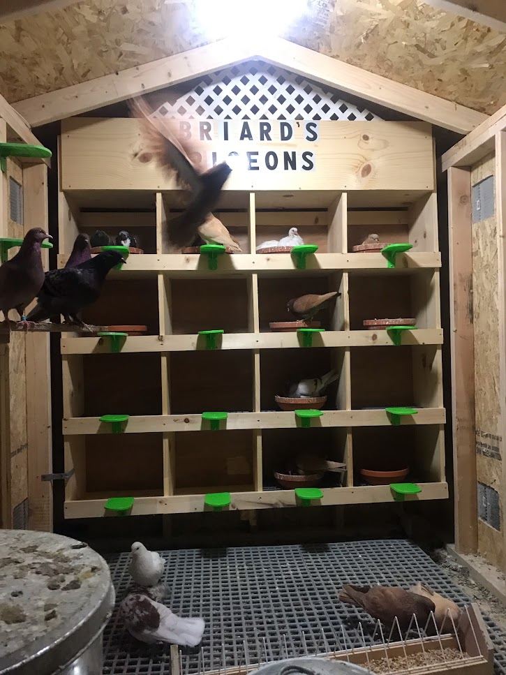 We sell Birmingham Roller Pigeons and Parlor Pigeons, all raised in Walnut Creek, CA. briardspigeons.com #ParlorPigeonsWalnutCreek #PigeonBreederWalnutCreek #PigeonBreeders