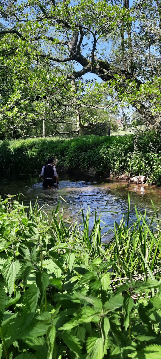 ECMH_Official's tweet photo. Last week we had a sunny Suffolk Saturday, so we threw on our tight little Speedos and had a little jaunt along the river. 

We didn’t kill this time, but there was plenty of sign of mink. We’ll be back! 😉

#minkhounds #minkhunting #fieldsportsBritain

https://t.co/niyo3TDg2F https://t.co/ggvMh4Dxh0