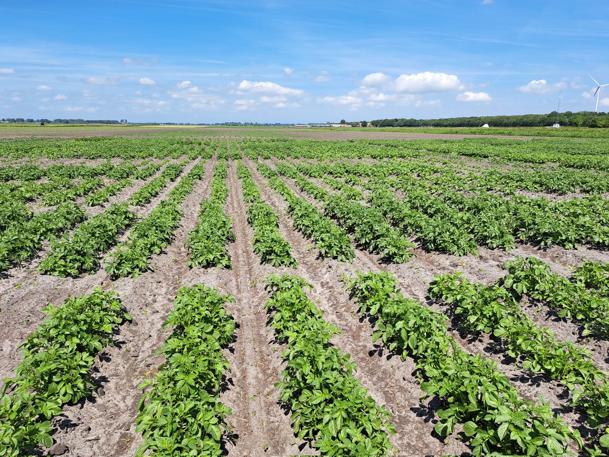 harmgerms's tweet image. De groei zit er goed in!
In de beregeningsproef zijn de bodemvochtsensoren geïnstalleerd.  @WUR_Valthermond @DacomNederland @Royal_Avebe