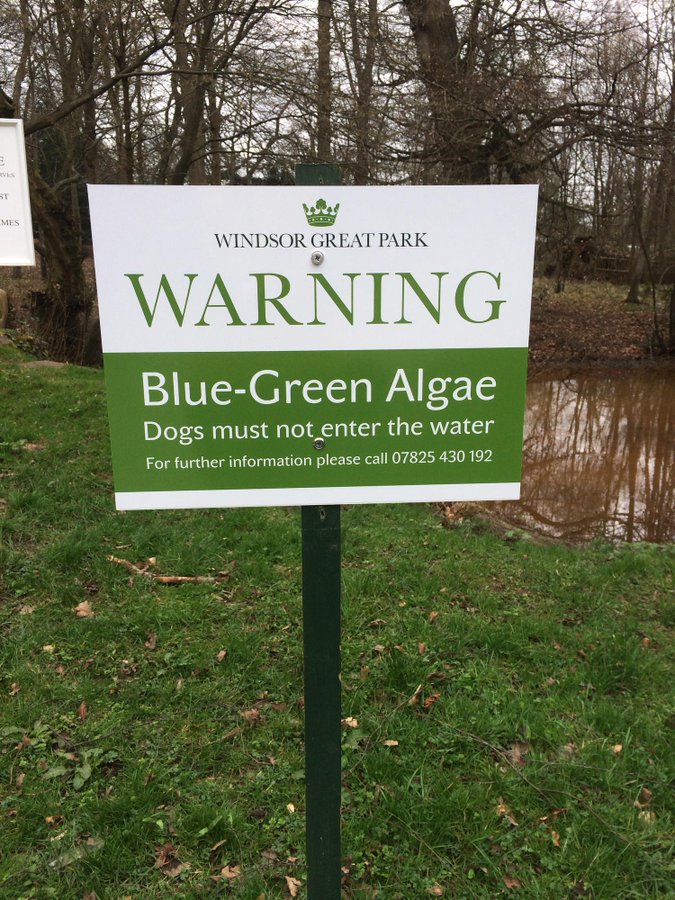 Please retweet, don't allow your dog to swim in or drink from water where there is blue green algae ⚠️ 

DETAILS👇
 bluecross.org.uk/advice/dog/blu…

 #dogs #DogsofTwittter #pets #Rivers #UK