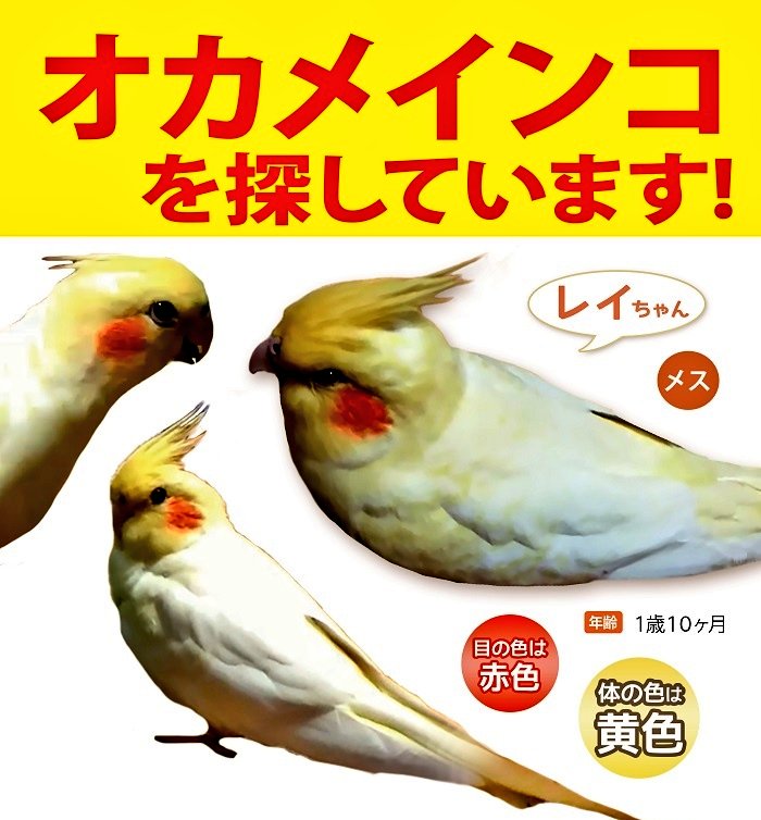 reichan4_1's tweet photo. #兵庫県 #神戸市西区 #迷子インコ

皆様本当に申し訳ございません🙇
2021年2月26日神戸市西区森友交差点付近で、迷子になったオカメインコのレイを探しています。
些細なことでも情報をお持ちの方は連絡していただけると有難いです。 https://t.co/ETphraUkBX