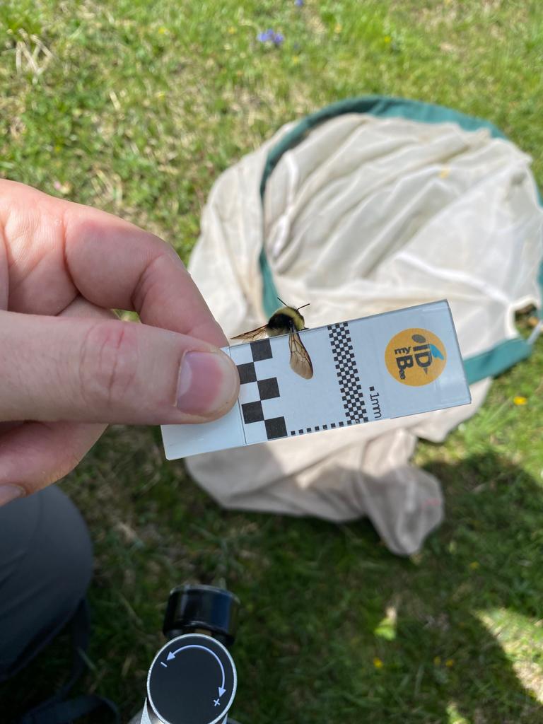 Obs_Abeilles's tweet photo. Ce week-end c'était échantillonnage dans le Vercors avec l'Observatoire des Abeilles ! Spectaculaire  !

This weekend was all about sampling in the Vercors with the Bee Observatory! Spectacular !

 @AdrienPerrard @LiseRops @FlacherFloriane @BenGeslin @arthropologia @clement_car https://t.co/OgIlbCm3pi