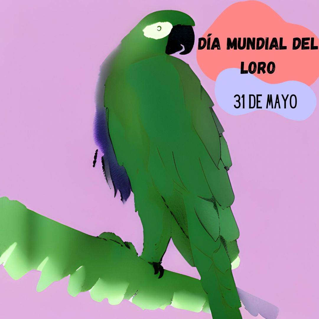 VeggieU's tweet photo. En el #DíaMundialDelLoro recordemos que estas aves exóticas son seres inteligentes y sociables que merecen nuestro cuidado y respeto. Debemos promover su conservación y evitar su caza y comercio ilegal. Juntos podemos asegurar un futuro brillante para estas coloridas https://t.co/ysu72w4Uoe