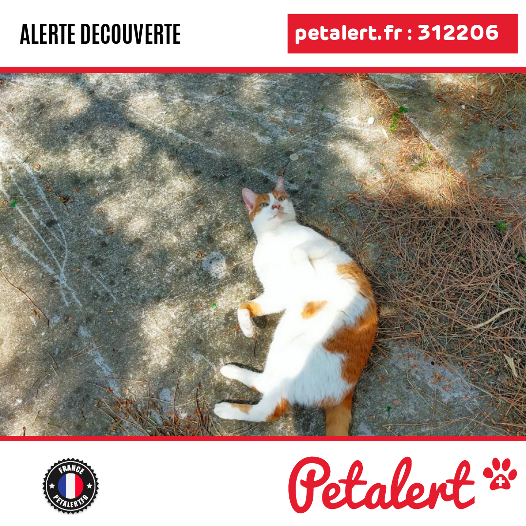 petalert_france's tweet photo. Trouvé #Chat #Aude #Carcassonne #Petalert #PetAlert11 / https://t.co/cKv3YkP6iA https://t.co/Ahd0qoD6zF