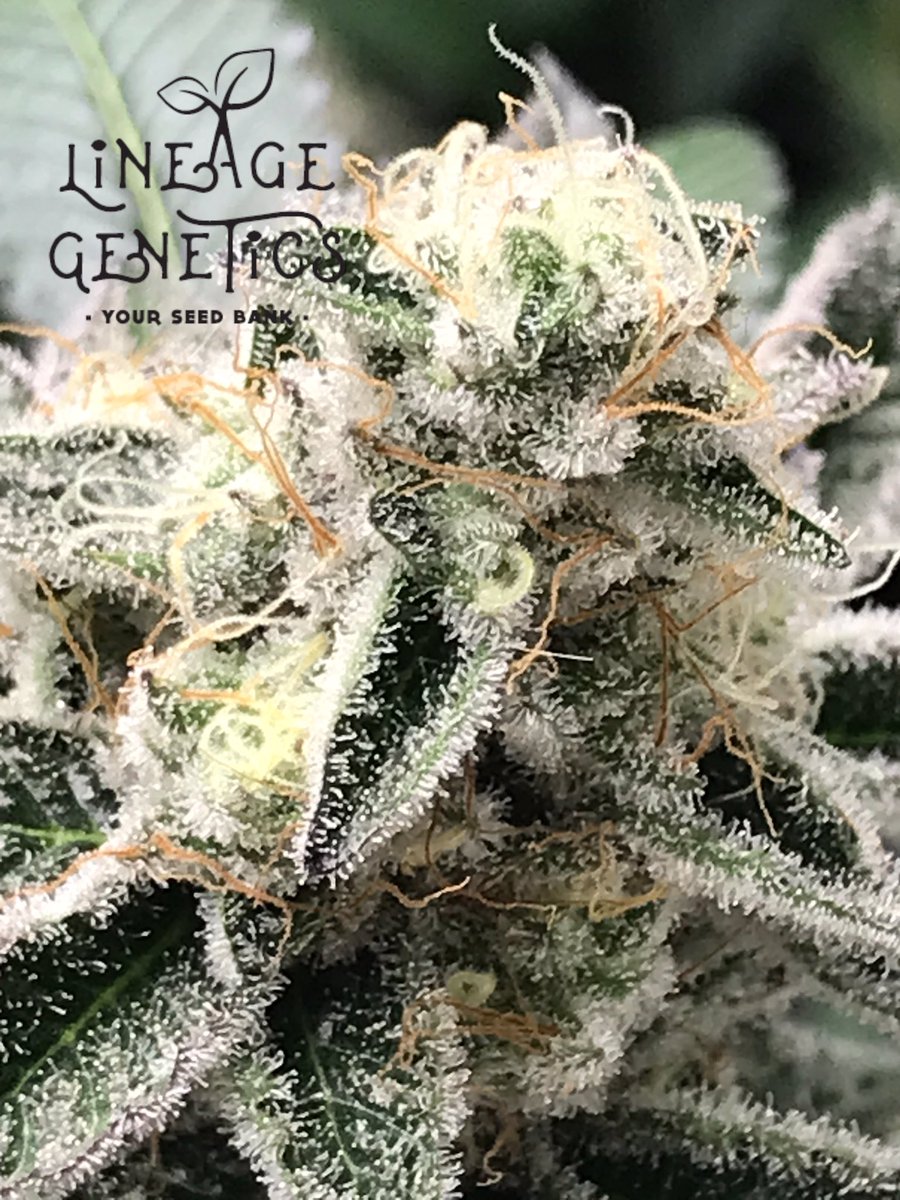 Lineagegenetics's tweet photo. WHITE WEDDING one of our most potent strains only available from usβ¦#cannabisseeds #topshelfweed #420community #CannabisCommunity #cannabislife #cannabisnews #homegrownweed #regularseeds #qualityseeds #weedlife @GreenbudSeeds @AZtech2015 https://t.co/0V75oSBNaz