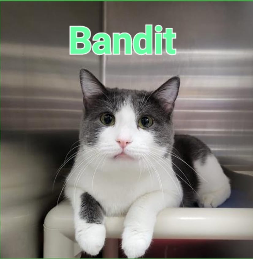 City of Ames on Twitter "🐈Adopt a Cat Month is in full swing at Ames