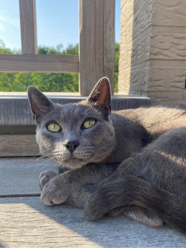 senoracarlota's tweet photo. My little sister Pilar. Isn’t she pretty? #siblings #CatsOfTwitter #SmilingCat https://t.co/nNJQYhKgLi