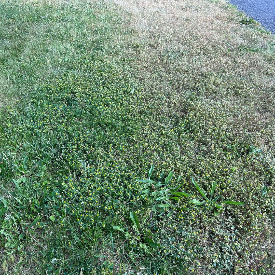 PBI-Gordon Turf Experts tweet media