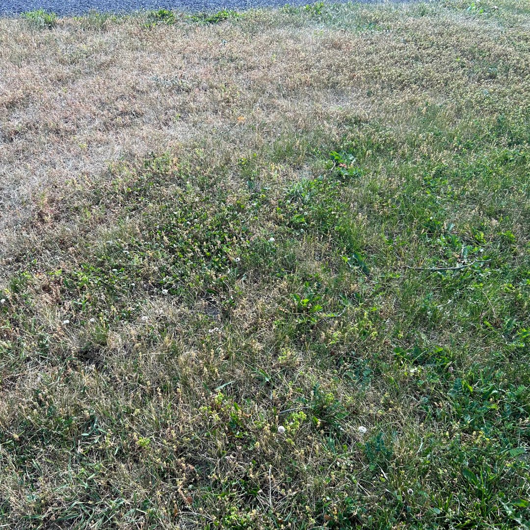 PBI-Gordon Turf Experts tweet media