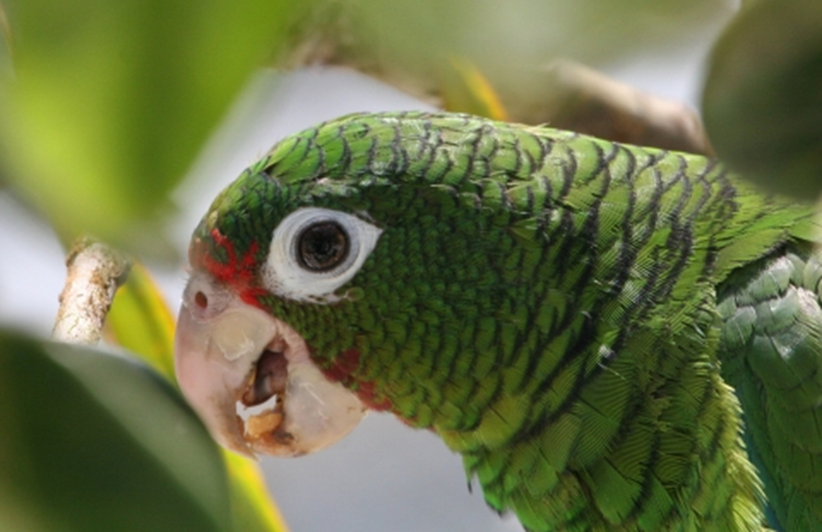 USFSRegion8's tweet photo. Did you know that the Puerto Rican Parrot may eat the fruits of more than 5O different plants?
#WorldParrotDay
📷 Tom MacKenzie/USFWS https://t.co/zNKFoyuDW0