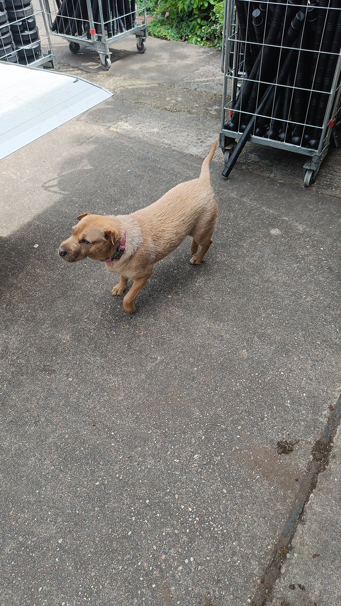 CFzLive's tweet photo. The con may be over for another year, but our logistics team had a visitor on their penultimate trip to our off-site stores. https://t.co/hEoDrnCGwK
