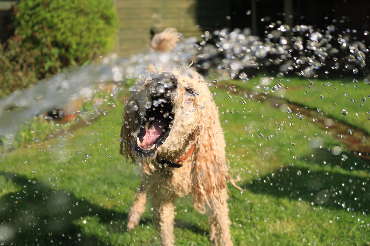 _hydrasmart's tweet image. As we head into some warmer days and months ahead don&apos;t forget to give your grass (and your pup) a drink to stay hydrated. 😂📷 #hydrasmart