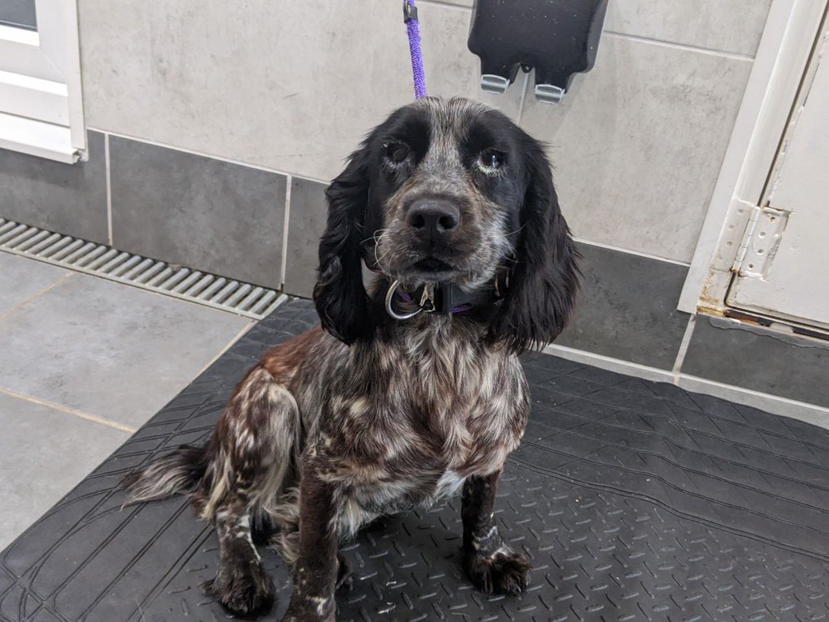 AdoptionsUk's tweet photo. Please retweet to HELP FIND THE OWNER OF THIS STRAY SPANIEL FOUND #CADDINGTON #BEDFORDSHIRE #UK 

Found May 30, Female, no win a council pound she could be missing form another region. 
Please share widely to help her get home🌟

DETAILS👇
https://t.co/UUUz8P3mK9
#Spaniel #dogs https://t.co/BrIdLX4JQY