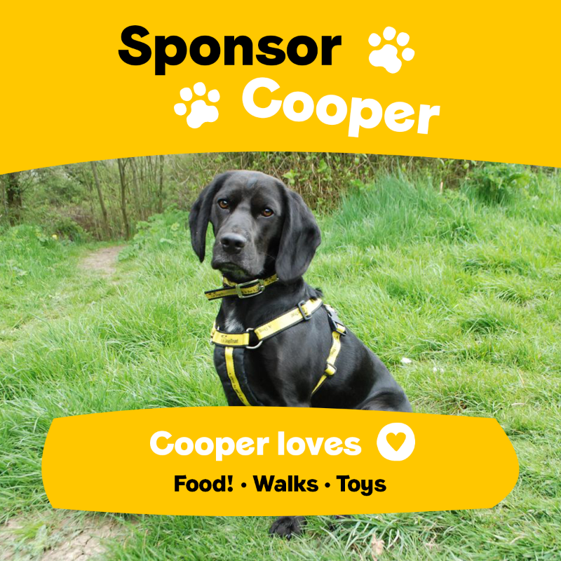 DogsTrust's tweet photo. Meet our sponsor dogs. From beagles to terriers, there is a dog for everyone 💕🐶