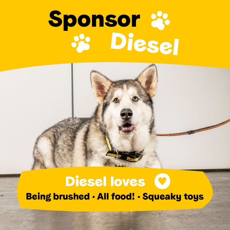 DogsTrust's tweet photo. Your sponsorship directly helps your chosen sponsor dog, and all the dogs in our care too 💛
