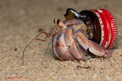 We are still raising money from the public to investigate #hermitcrabs using #plasticwaste and other beach trash as shells 🐚🦀💕 see the slide I showed at #isdsc8 we don’t reach our goal in 26 days? the project is bust 🥹 please consider sharing/donating experiment.com/projects/blueb…