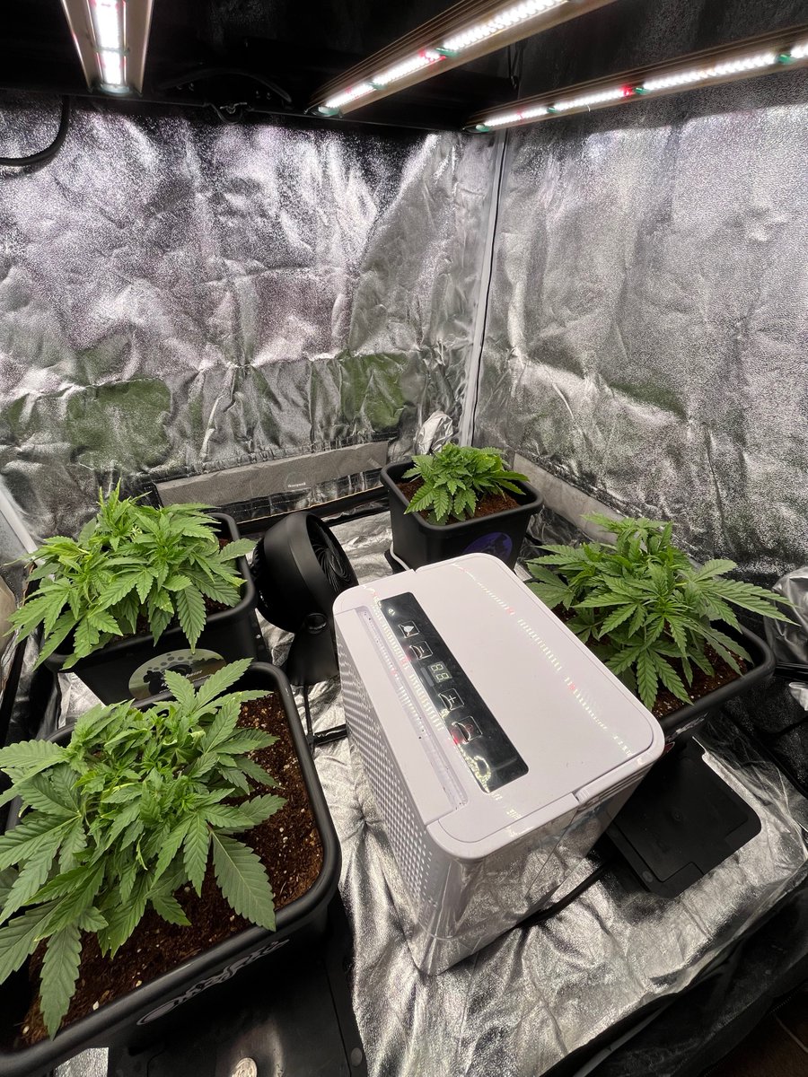 PushnPhosphorus's tweet photo. Day 17.
@Speedrunseeds
@autopotusa 3.9 gal's
(Pushnautopots) = 10% off your US order.
@GrowersChoice_ #ROIE420 #GrowerschoiceLEDs https://t.co/4HhzXFFXJh