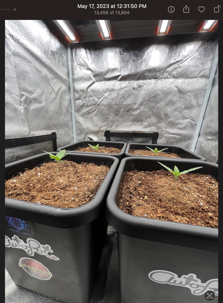 PushnPhosphorus's tweet photo. Day 17.
@Speedrunseeds
@autopotusa 3.9 gal's
(Pushnautopots) = 10% off your US order.
@GrowersChoice_ #ROIE420 #GrowerschoiceLEDs https://t.co/4HhzXFFXJh
