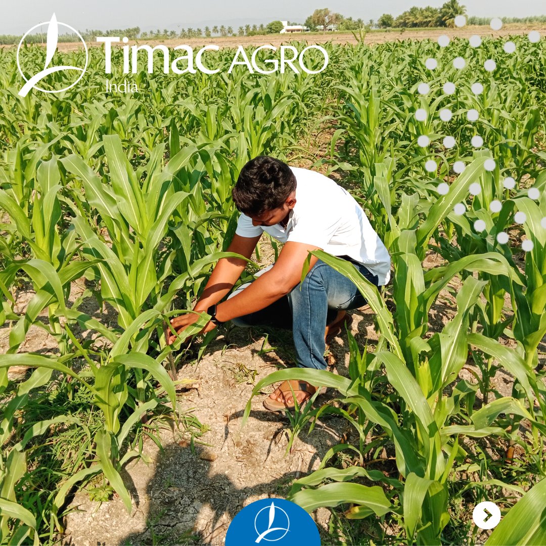 Timacagroindia's tweet photo. #FarmTheFuture, Our Timac Agro India reps visit 200 acres, serving 300+ farmers with sustainable solutions. Contact them for optimal crop nutrition practices. #Farming #TimacAgroIndia #Agriculture #Sustainability https://t.co/HTfGfMGMtl