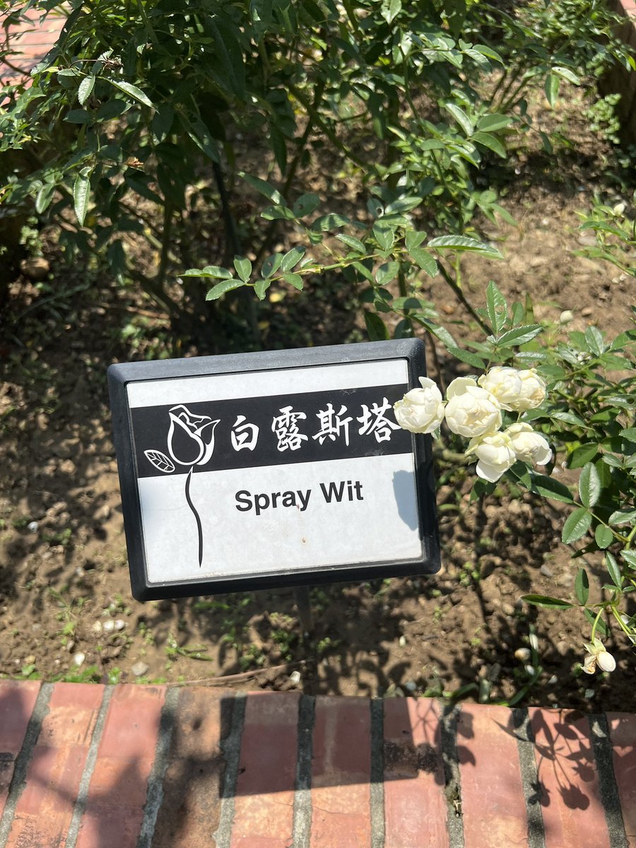 KatieDoWrite's tweet photo. Wonderful roses found at CKSโs former residence in Taipei. I adored the small & elegant Rosa โSpray Wit.โ
#roses #rosegarden #juneroses #flowerphotography https://t.co/Zo05Mzn7zJ