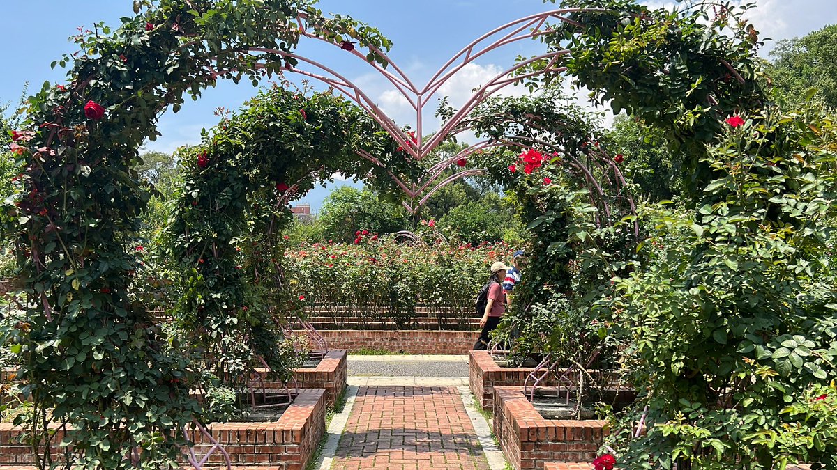 KatieDoWrite's tweet photo. Wonderful roses found at CKSโs former residence in Taipei. I adored the small & elegant Rosa โSpray Wit.โ
#roses #rosegarden #juneroses #flowerphotography https://t.co/Zo05Mzn7zJ