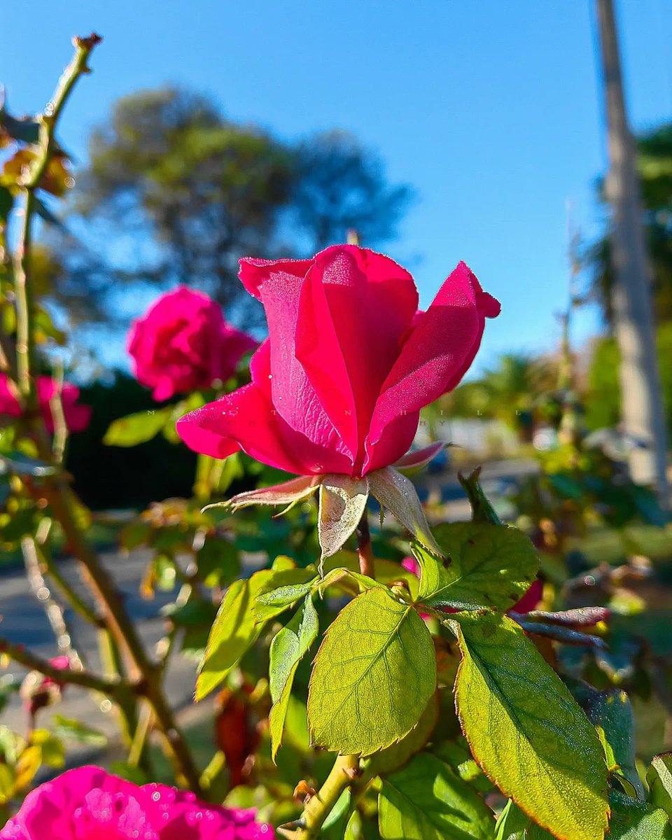Its_MartinHill's tweet photo. A rose does not answer its enemies with words, but with beauty . The universe's symbol of love... 🌹 #rose #flower #flowerphotography #flowerpower #huawei #huaweip50pro #p50pro #danko https://t.co/Alg3bPUavj