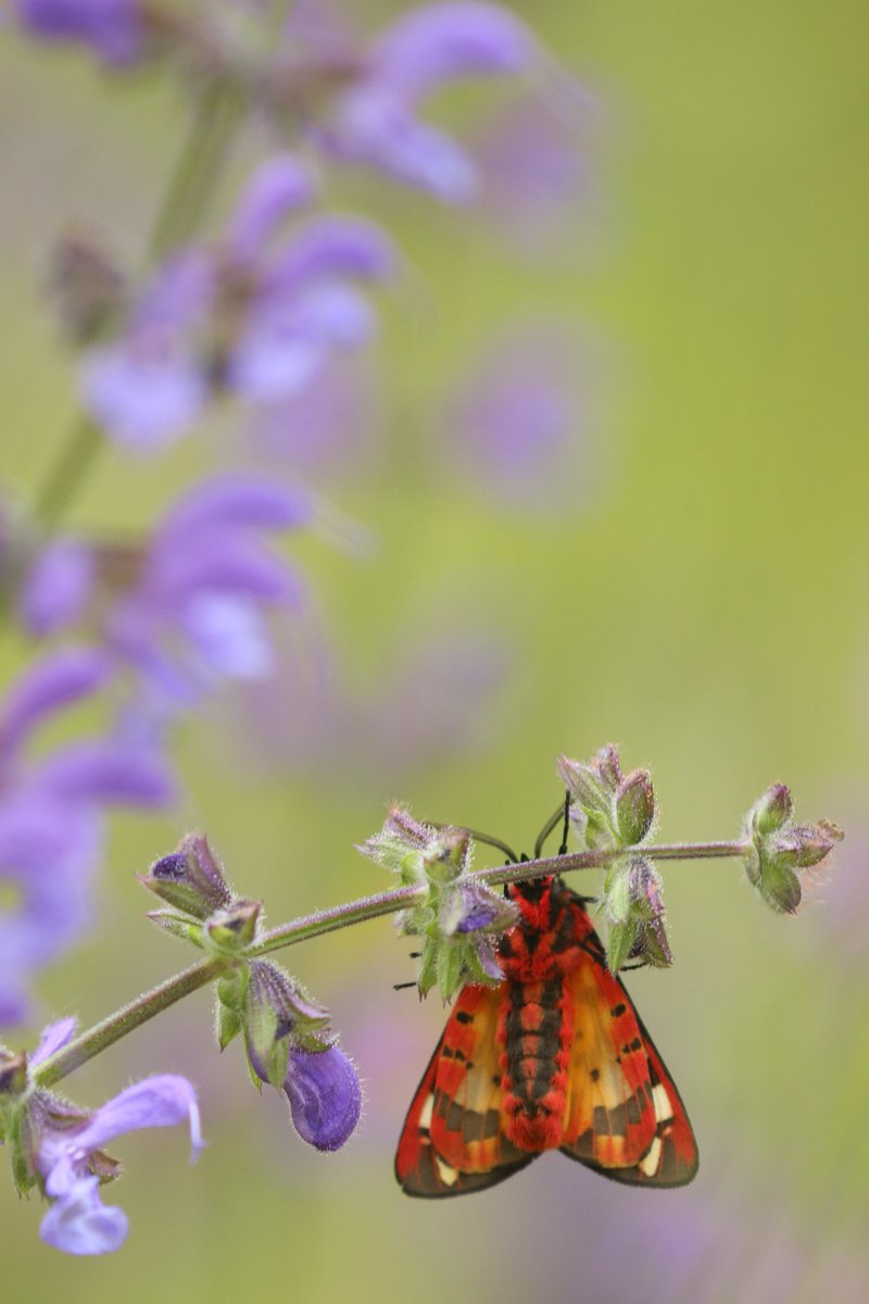 some invert distractions on a flowery hillside this morning

Broad-bordered Bee Hawkmoth
Spotted Fritillary
Empusa pennata, a flower mantis
and Cream-spot Tiger, flashing her scarlet skirts

#WildlifeTravelling #Cevennes