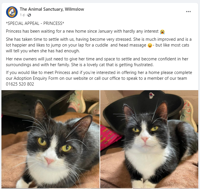 RuthRomano's tweet photo. Please help to find this gorgeous girl a loving home. An RT would be appreciated! #CatsofTwittter #Cheshire https://t.co/ZFV1DAmwZu
