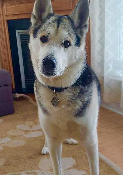 Huskies do not shed ~ they emit magical fibers of joy and love💗

#twpdogwalker #washingtontwpnj #petsitting #abbysanimalsitters #twppetsitter #washingtontwp #washingtontwpbestof2022 #dogwalking #wearetwp #AcrossTheSpiderVerse  #MasterChef #RHONJreunion