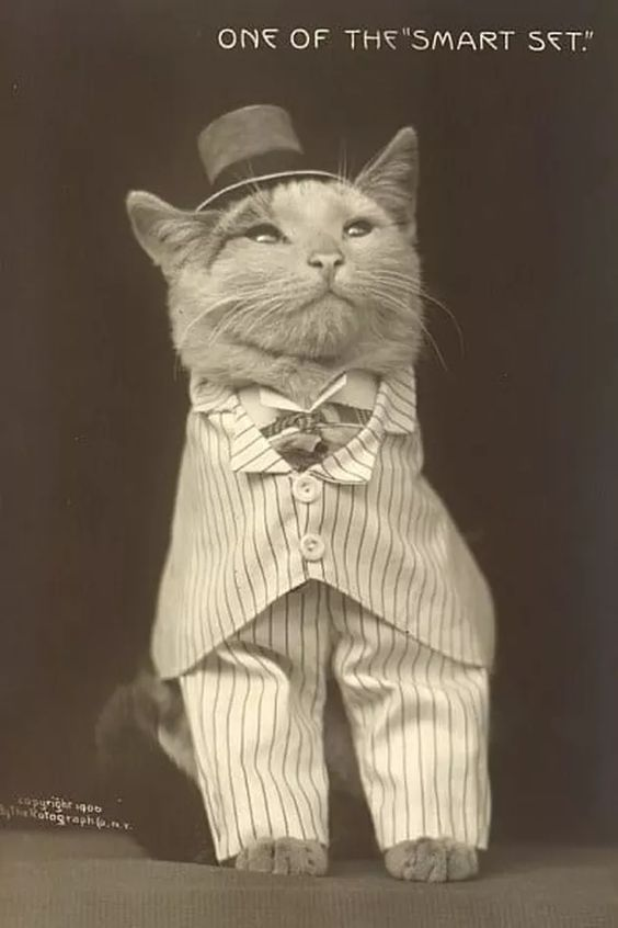 Aesthetic Sharer ZHR tweet media