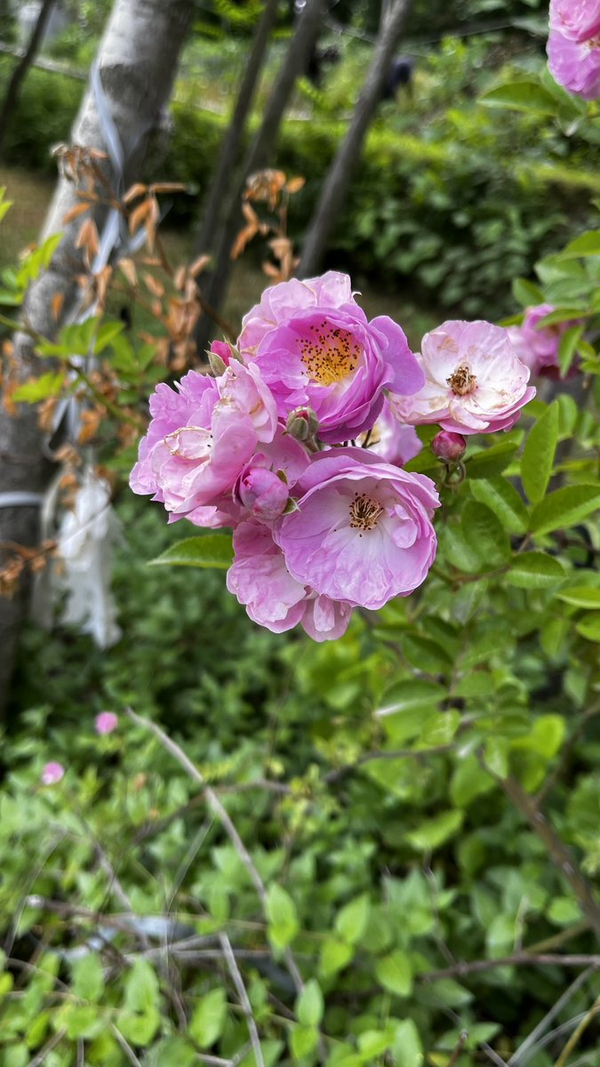 Maha_shah_'s tweet image. I ran into the most spectacular wildflowers today 💕🌸 

#upperdir