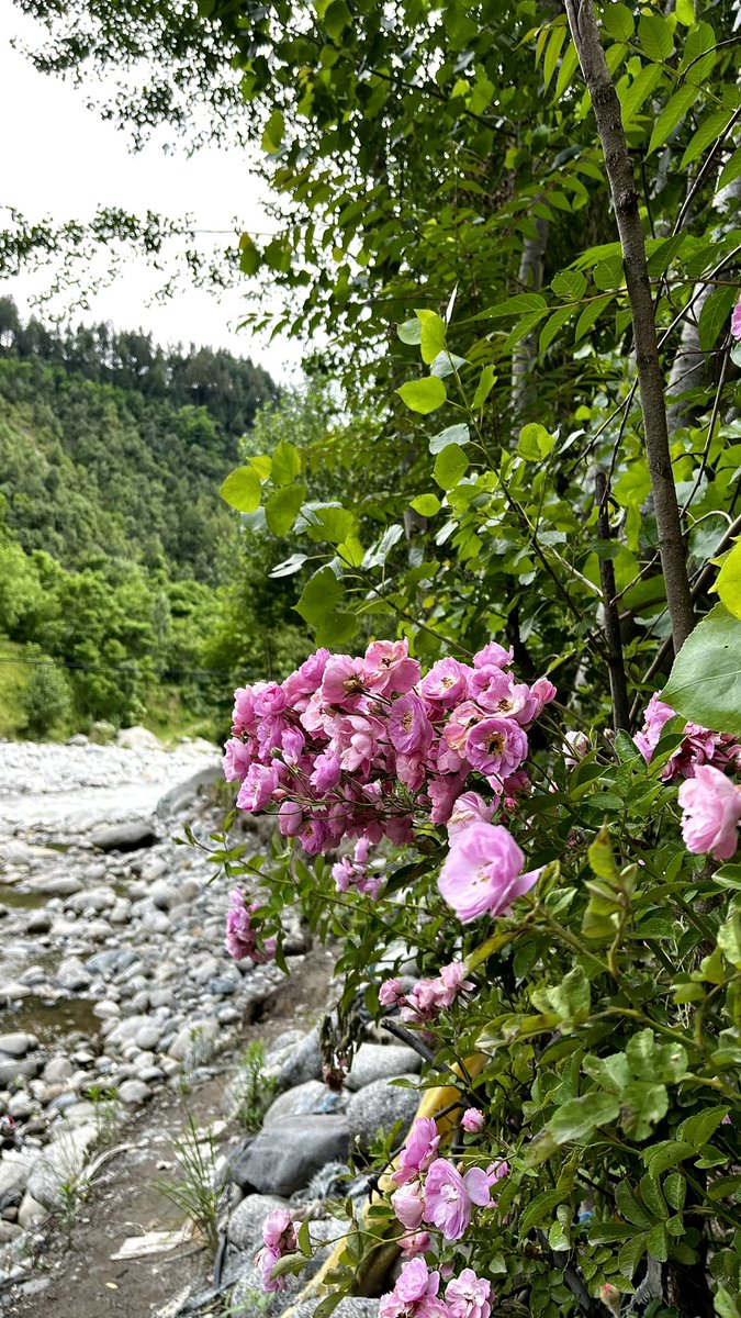 Maha_shah_'s tweet image. I ran into the most spectacular wildflowers today 💕🌸 

#upperdir