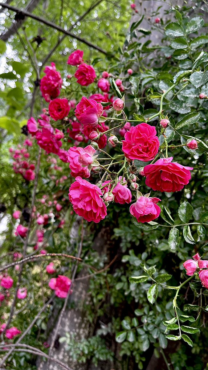 Maha_shah_'s tweet image. I ran into the most spectacular wildflowers today 💕🌸 

#upperdir