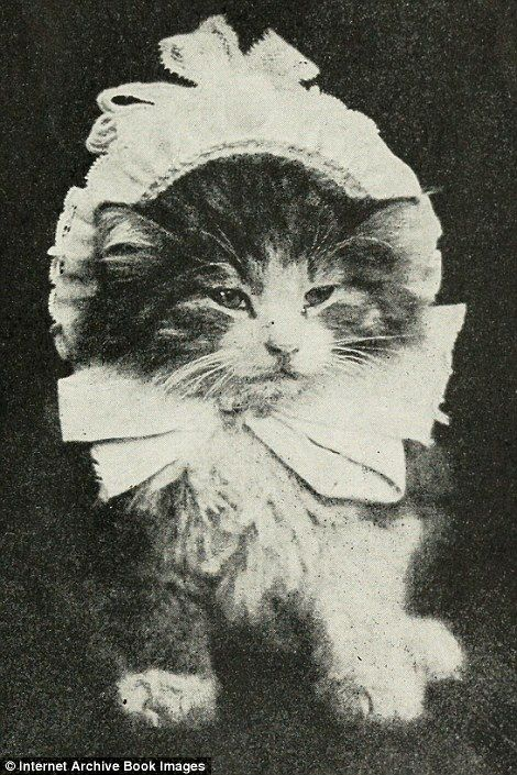 Aesthetic Sharer ZHR tweet media