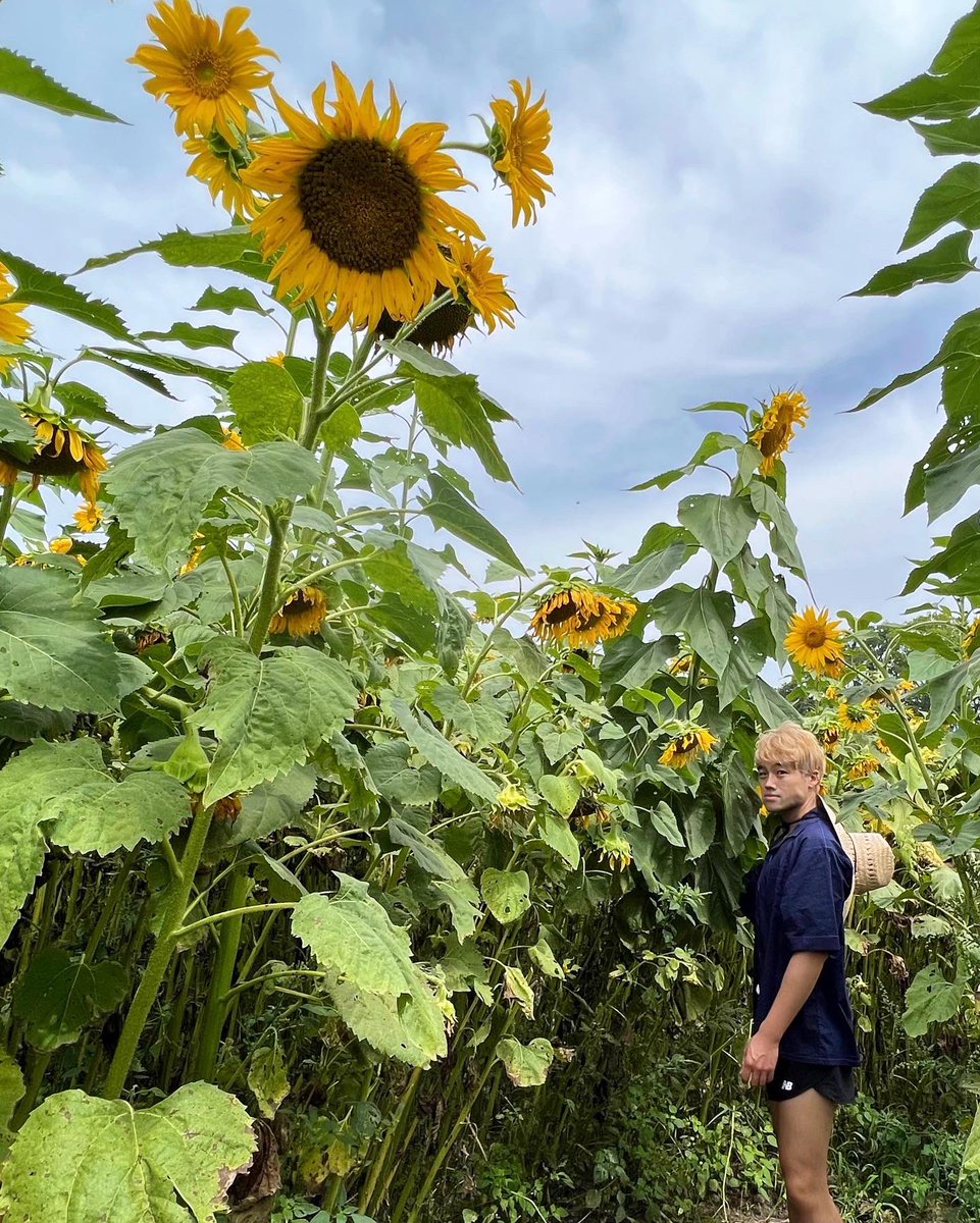 Binzento's tweet image. Ghibli aesthetic 🥺🌻💛☀️🌱
