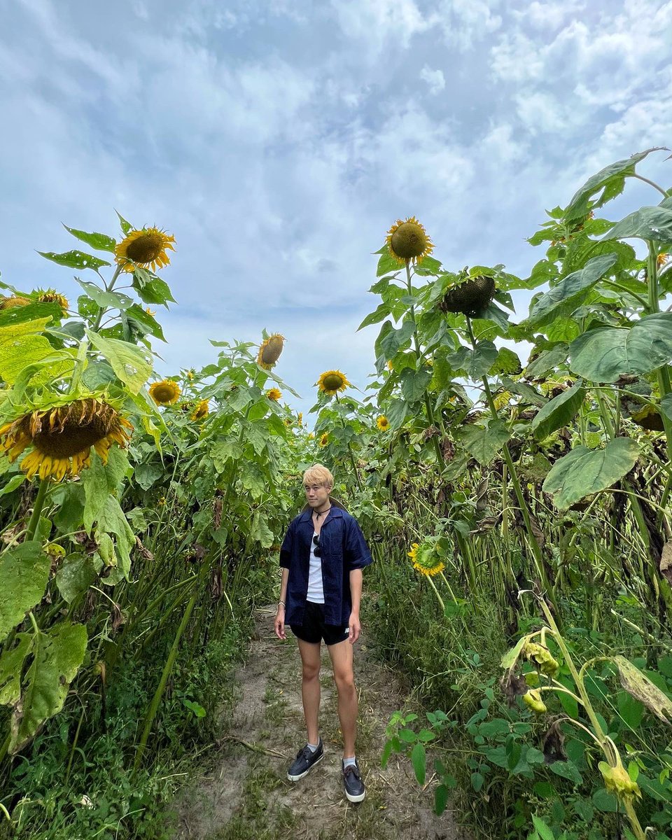 Binzento's tweet image. Ghibli aesthetic 🥺🌻💛☀️🌱