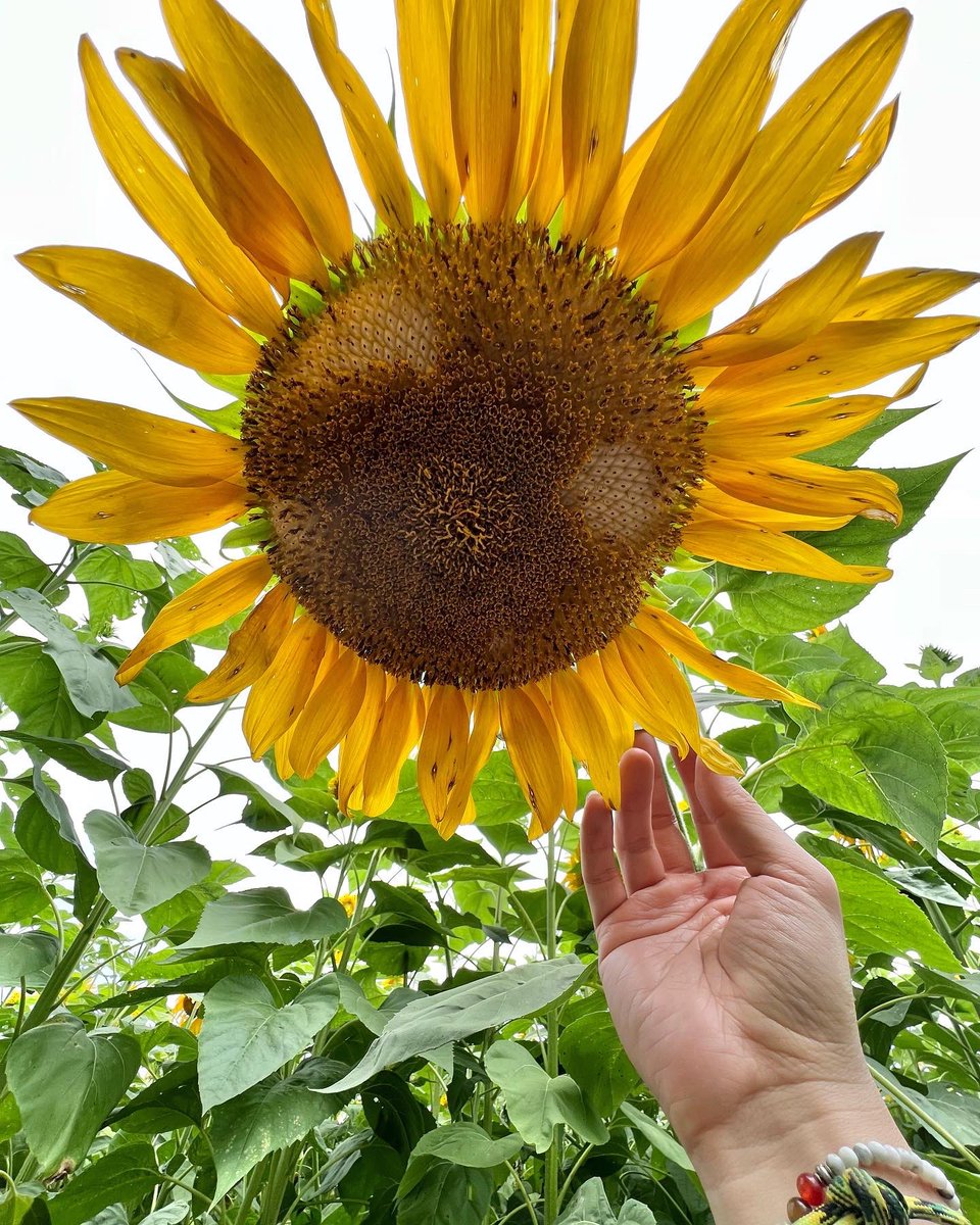 Binzento's tweet image. Ghibli aesthetic 🥺🌻💛☀️🌱