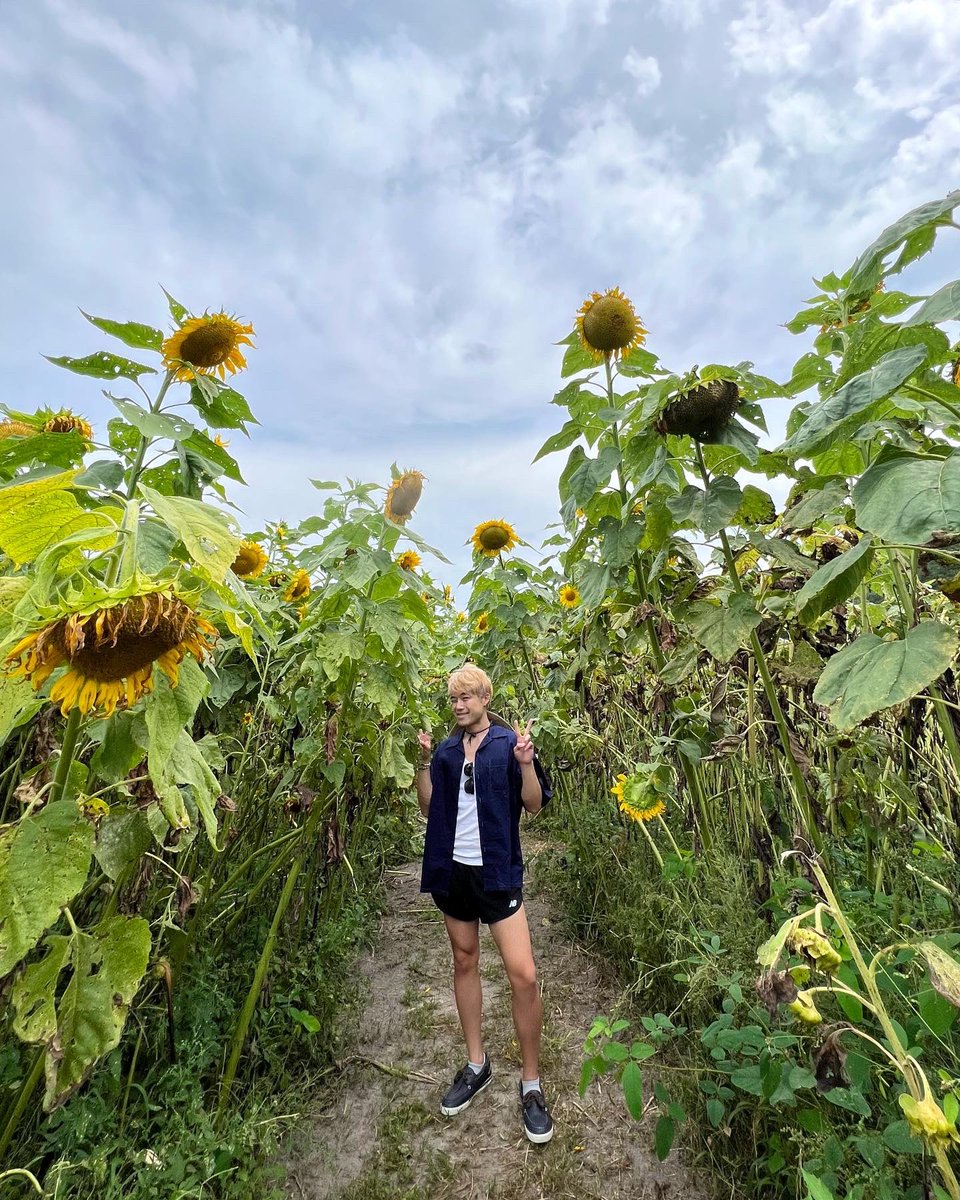 Binzento's tweet image. Ghibli aesthetic 🥺🌻💛☀️🌱