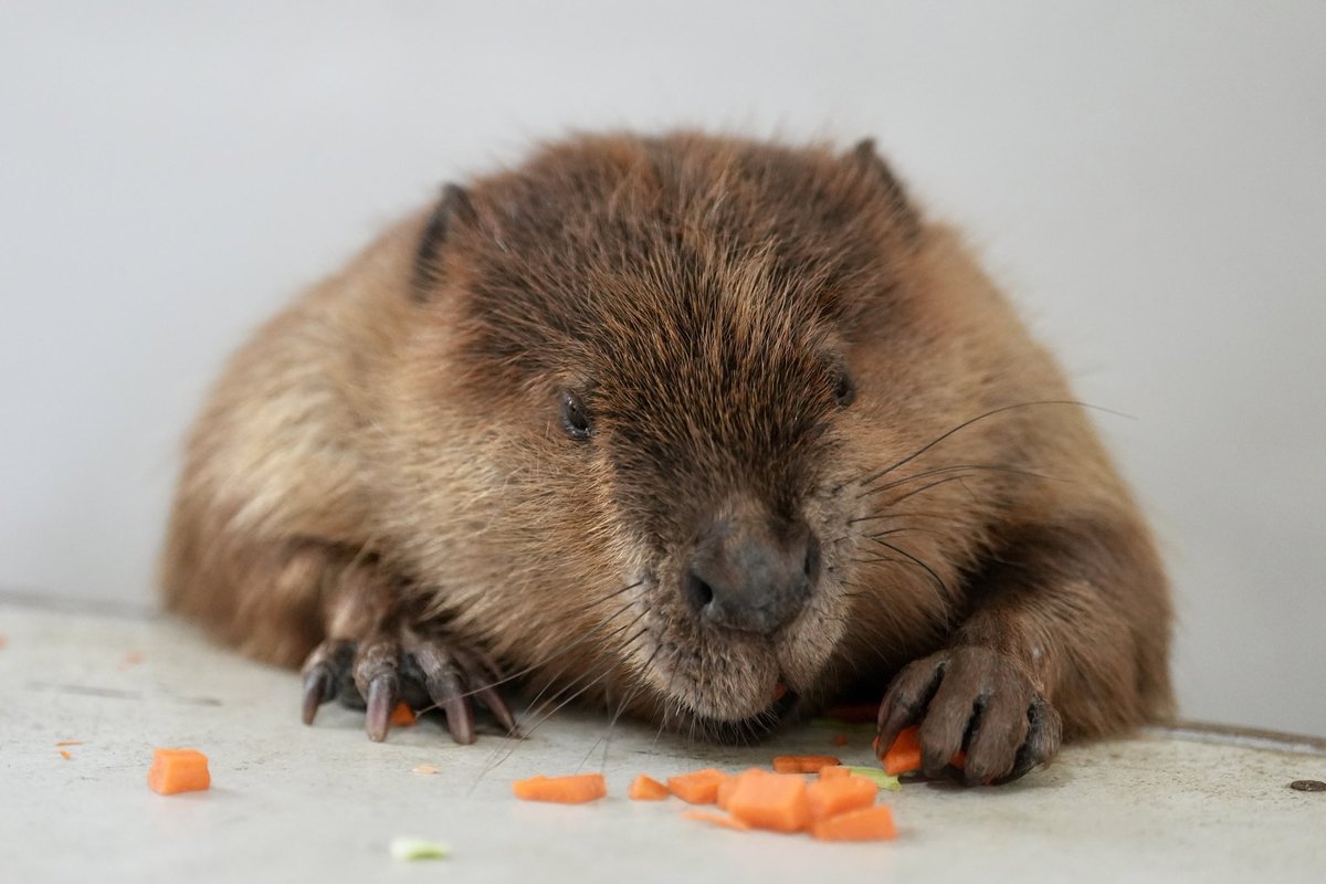 やえち on Twitter