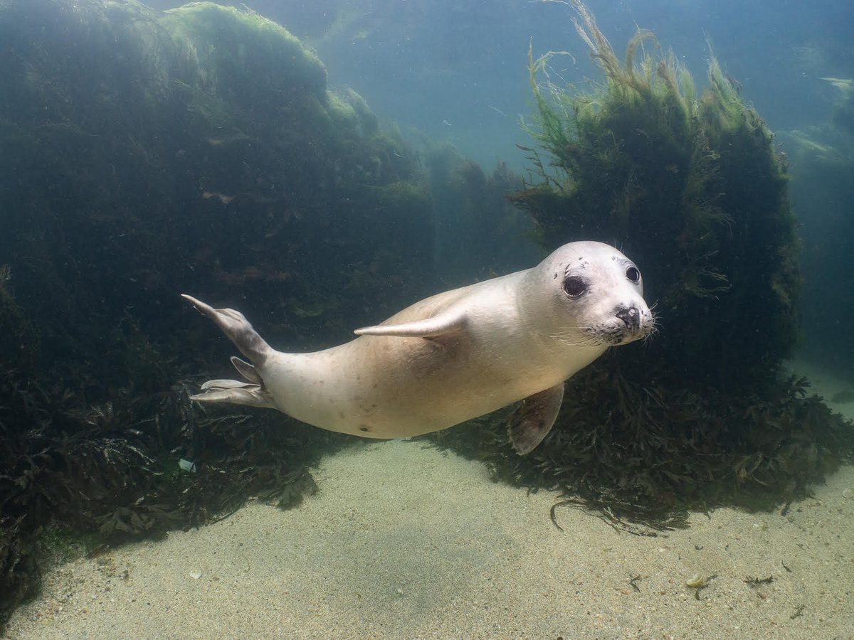 Dublin Bay Biosphere (@dublinbiosphere) on Twitter photo Spotted a Curious Grey seals on the DART? Harbour & Grey Seals inhabit Dublin Bay, if seen onshore they are regaining energy & shouldn’t be disturbed #WildWednesday <a href="/IrishRail/">Iarnród Éireann</a> #lovedublinbay #windowintothebiosphere <a href="/DublinPortCo/">Dublin Port</a> <a href="/DubCityCouncil/">Dublin City Council</a> <a href="/Fingalcoco/">Fingal County Council</a> <a href="/dlrcc/">Dún Laoghaire-Rathdown County Council</a> Spotted a Curious Grey seals on the DART? Harbour & Grey Seals inhabit Dublin Bay, if seen onshore they are regaining energy & shouldn’t be disturbed #WildWednesday <a href="/IrishRail/">Iarnród Éireann</a> #lovedublinbay #windowintothebiosphere <a href="/DublinPortCo/">Dublin Port</a> <a href="/DubCityCouncil/">Dublin City Council</a> <a href="/Fingalcoco/">Fingal County Council</a> <a href="/dlrcc/">Dún Laoghaire-Rathdown County Council</a>