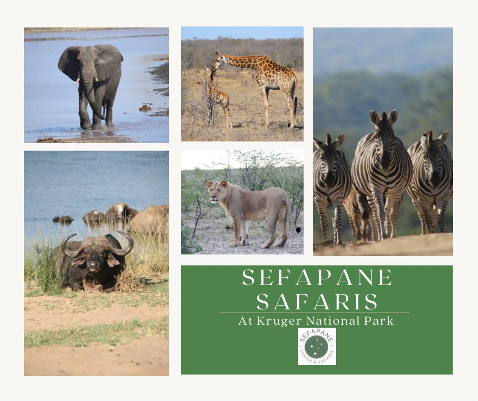 We're all about the experience! 

There's a lot to be said about the knowledge gained while on safari,  but at the end of the day we know how to have fun. Come and celebrate the wonders of nature through authentic experiences.