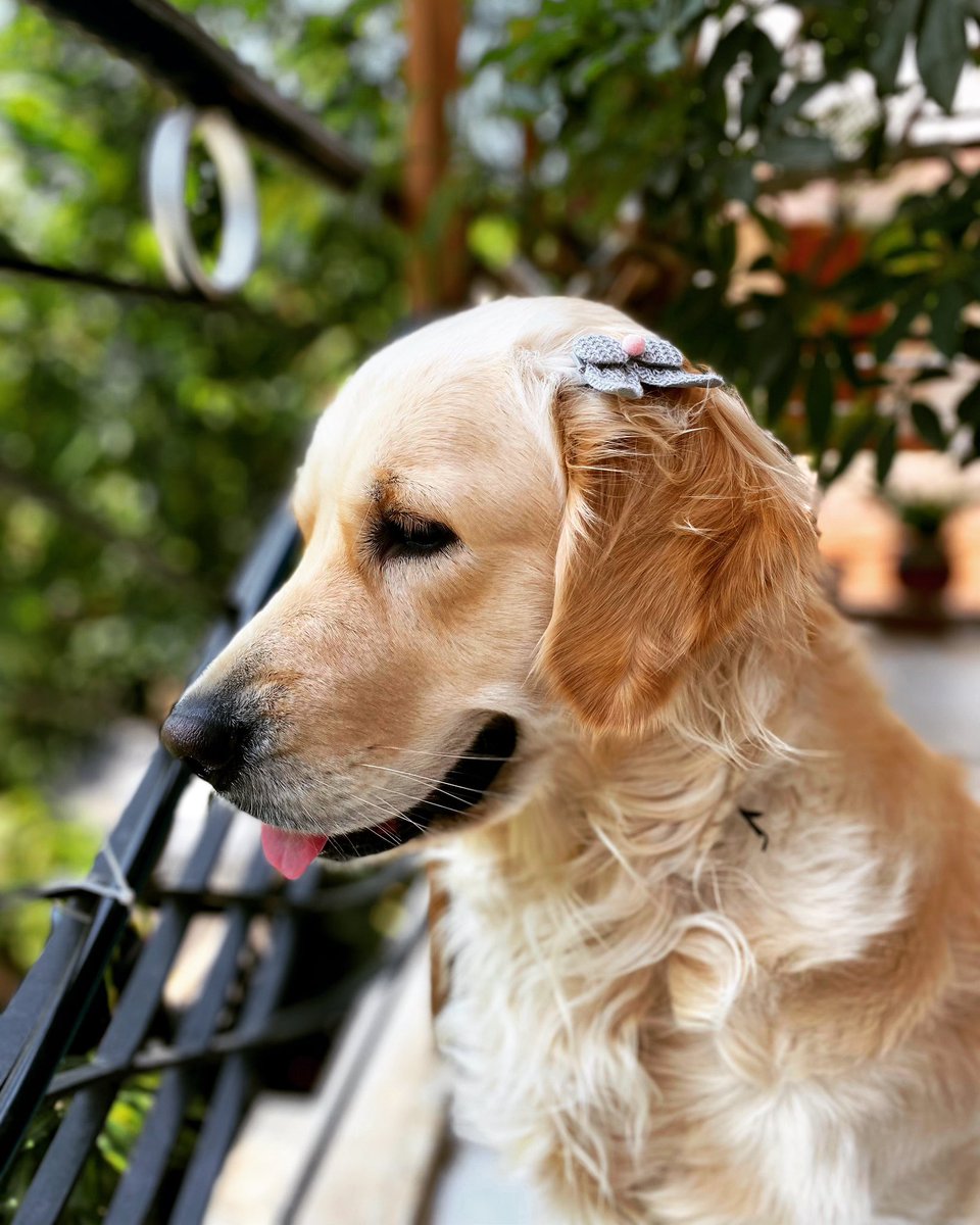 It has been a long day, my hooman hasn’t come. Now I am gonna chew all of his stuff! Ye ye ye ye 🐶
#dogsoftwitter