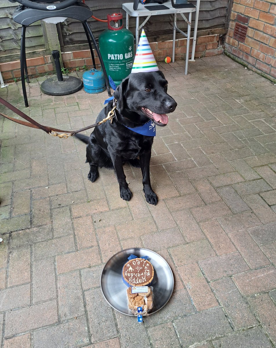 FurbabyPrince's tweet photo. I've got my surprise it's my #burfday and I'm a big 4, I had a lovely cake from @CornishBarkery my friend #LilytheDoberman came to my #burfdayparty humum found me a #partyhat and found a piccie of #ickle me at 8 week'sπππ https://t.co/iznk3qCflm