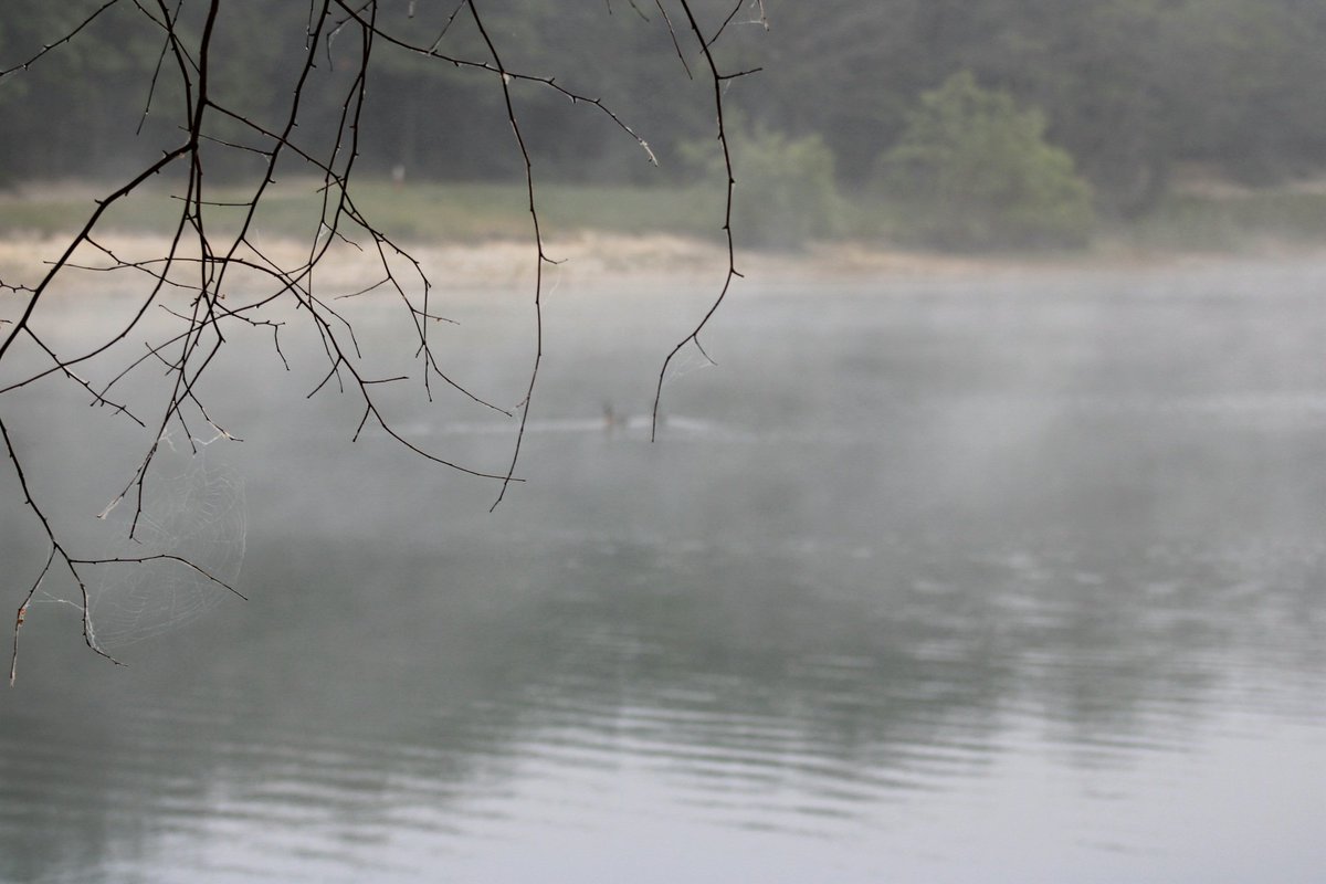 Don't you fade away yet, it's only Wednesday but for the last day of May, she gracefully bows out...☁️🤍☕ 
#nature #WednesdayMorning 
#Fog #MistyMorning #May31