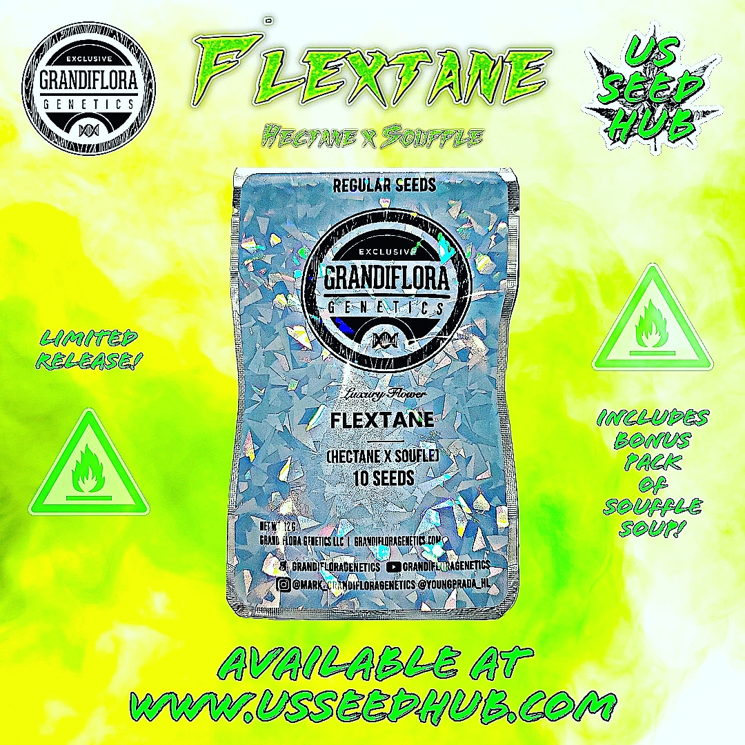 usseedhub's tweet image. USSEEEHUB.COM
New Exclusive Grandiflora Genetics Release Is Available At US Seed Hub
⛽️Flextane⛽️ 
(Hectane x Souffle)
🌟INCLUDES BONUS PACK OF SOUFFLE SOUP🌟 
#usseedhub #seedhub #grandifloragenetics #grandiflora #flextane #hightimes #cannabisgrowers #plantaseedwithus