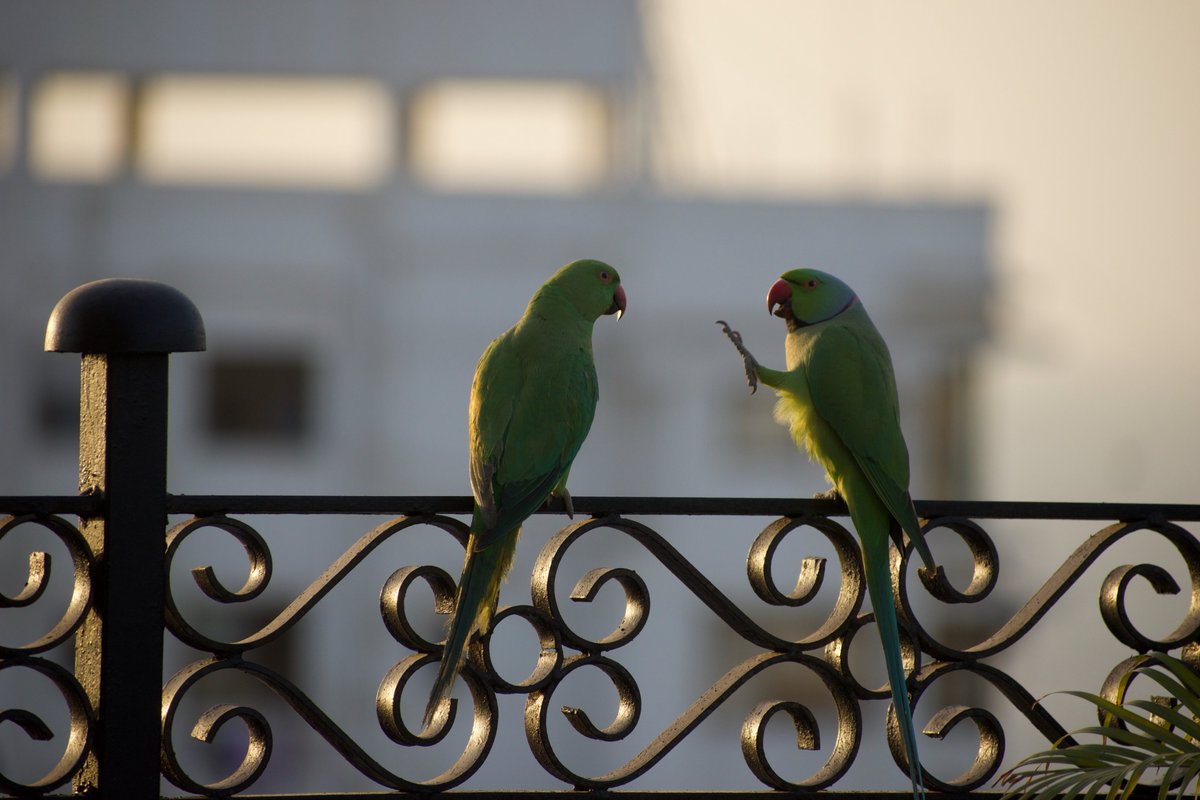 SahirDoshi's tweet image. Can't ever get bored of parrots.
I know there are hundreds of species with all the colors but my favorites will always be the Alexandrines (spark bird!) and rose-rings (endless drama!) of Mumbai.
Happy #WorldParrotDay!
#IndiAves: share the urban tota, popat, kili love?