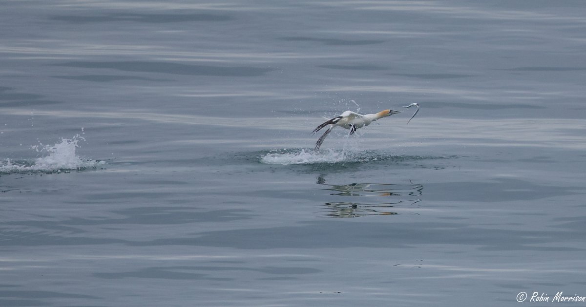 Incredible view of a Gannet fishing, in a flat calm sea, from Berry Head #Brixham #Devon back in April. 

Seen here diving and successfully catching a Garfish.

<a href="/BBCSpringwatch/">BBC Springwatch</a> #Springwatch <a href="/WildlifeMag/">BBC Wildlife</a> <a href="/Natures_Voice/">RSPB</a> <a href="/DevonWildlife/">Devon Wildlife Trust</a> <a href="/DevonBirds/">Devon Birds</a> <a href="/DavidSa18272955/">David Saunders</a>