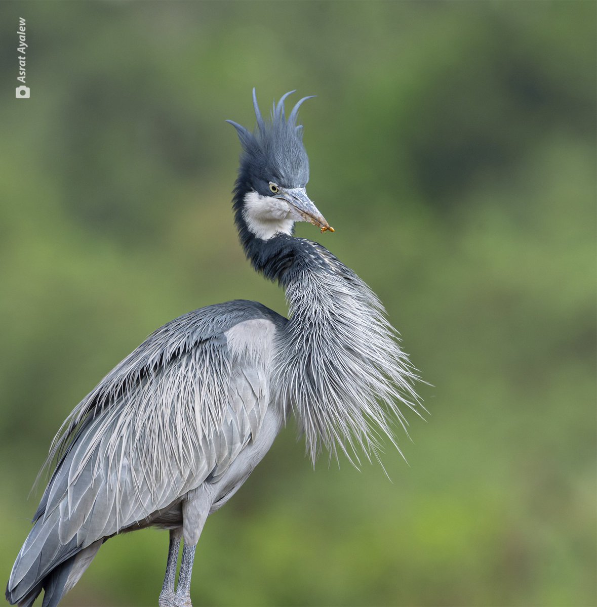 'No catch is too small'
Be proud of your accomplishments, no matter how small and insignificant they may seem. They add up to something bigger. 
Black-headed Heron 
እባብ ዋጭ
Photographed in Bahirdar, Ethiopia 
#BirdsSeenIn2023 #BirdsOfTwitter